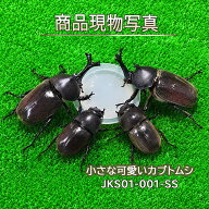 【幼児・低学年向き】 小さな可愛い 国産カブトムシ ♂x 2 ♀x 2 生体 計4頭 自然採取 WILD かぶとむし …