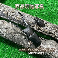 【大型血統】 メタリフェルホソアカクワガタ ペア ♂80.2mm ♀25.8mm 生体 計2頭 【MFYP-083】 バイオレ…