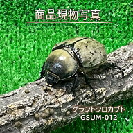 【ホワイト血統】 グラントシロカブト 成虫 ♀単品 生体 計1頭 ♀51.5mm 【GSUM-013】 色抜け難あり 外国…