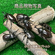【幼児・低学年向き】小さな可愛い 国産カブトムシ ♂X 3 ♀X 2 生体 計5頭 自然採取 WILD かぶとむし 昆…