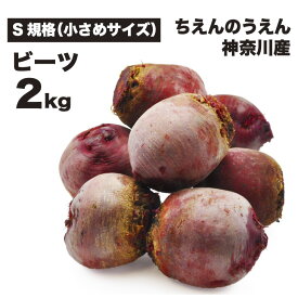 ビーツ 2kg 小さめサイズ S規格 無農薬 ちえんのうえん 神奈川県産 農家直送 テーブルビート ビートルート 国産 スーパーフード 食べる輸血 ギフト