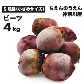 ビーツ 4kg 小さめサイズ S規格　無農薬 ちえんのうえん 神奈川県産 農家直送 テーブルビート ビートルート 国産 スーパーフード 食べる輸血 ギフト