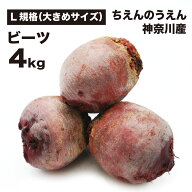 ビーツ 4kg 大きめサイズ 規格外 無農薬 ちえんのうえん 神奈川県産 農家直送 テーブルビート ビートルー…
