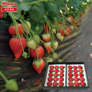 Ε 2025 ~Mtg Ƃ Ȗ، ① 蕨 Gift  167-64