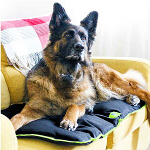 t@^W[[h C^AferplastА W[ 85 uE  xbg nEX H J[V[g uE