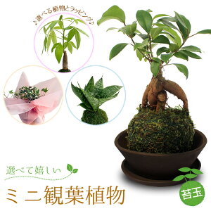 パキラ 苔玉 観葉植物の人気商品 通販 価格比較 価格 Com パキラ 苔玉 観葉植物の人気商品 通販 価格比較 価格 Com