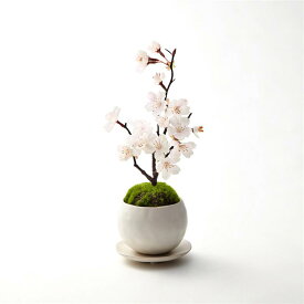 楽天市場 桜 盆栽の通販