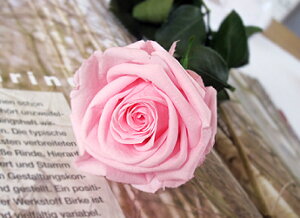 vU[uht[ o ԑ   sN  F 3{ Mtg v|[Y a  KN ԑ  җj LO v[g u[P TvCY 蕨 j ỏԑ ȂłJAP