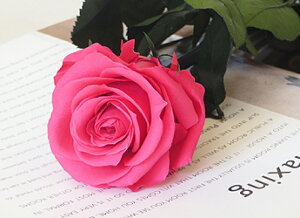 vU[uht[ o ԑ   sN  F 12{ Mtg o ԑ v|[Y a  KN ԑ boq  ސE җ LO v[g u[P 蕨 j ỏԑ Ȃł