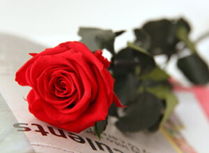 vU[uht[ o ԑ   sN  F 12{ Mtg o ԑ v|[Y a  KN ԑ boq  ސE җ LO v[g u[P 蕨 j ỏԑ Ȃł