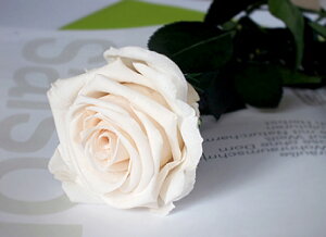 vU[uht[ o ԑ   sN  F 12{ Mtg o ԑ v|[Y a  KN ԑ boq  ސE җ LO v[g u[P 蕨 j ỏԑ Ȃł