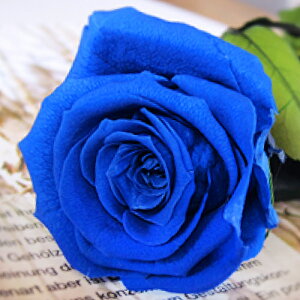 vU[uht[ o ԑ   sN  F Mtg v|[Y a  KN ԑ  ސE җ LO v[g u[P TvCY 蕨 j ỏԑ 1{ ȂłJA