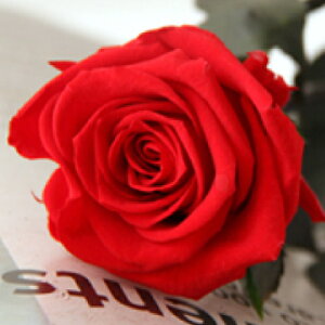 vU[uht[ o ԑ   sN  F Mtg v|[Y a  KN ԑ  ސE җ LO v[g u[P TvCY 蕨 j ỏԑ 1{ ȂłJA