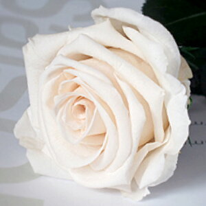 vU[uht[ o ԑ   sN  F Mtg v|[Y a  KN ԑ  ސE җ LO v[g u[P TvCY 蕨 j ỏԑ 1{ ȂłJA