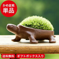 【楽天スーパーSALE★ポイントUP中！】 敬老の日 まだ間に合う プレゼント 盆栽 bonsai 亀盆栽（こけ盆栽…