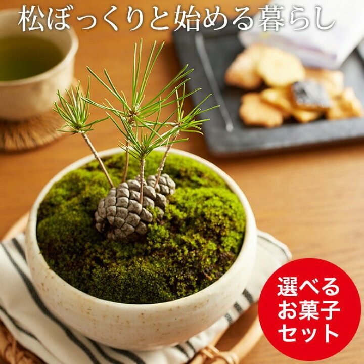 楽天市場 まつぼっくり 盆栽 ミニ盆栽 Bonsai ボンサイ 松ぼっくり お菓子ギフトセット 送料無料 包装不可 のし不可 同梱不可 お祝い おすすめ ギフト ソムリエ ギフト