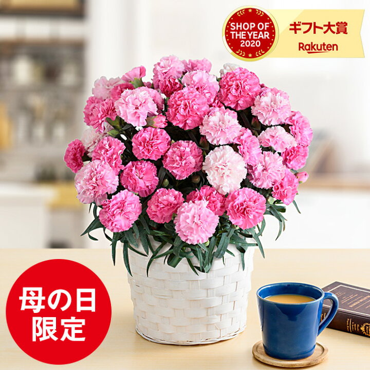 楽天市場 母の日 遅れてごめんね カーネーション 鉢植え 5号鉢 お花 母の日ギフト 義母 花 プレゼント 花鉢 ギフト ホットハート 5号 送料無料 メーカー直送 F 22 ソムリエ ギフト