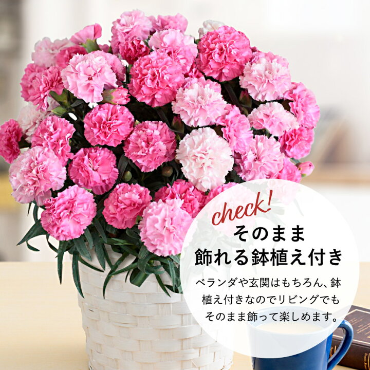 楽天市場 母の日 まだ間に合う カーネーション 鉢植え 5号鉢 お花 母の日ギフト 義母 花 プレゼント 花鉢 ギフト ホットハート 5号 送料無料 メーカー直送 F 22 ソムリエ ギフト