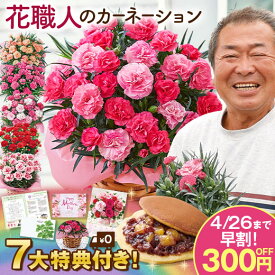 母の日 早割 プレゼント 花 2024 贈答 ギフト カーネーション 花鉢 鉢植え さくらもなか 5号 母の日期間お届け 【ギフト対象商品】