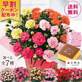 楽天市場 鉢花 開花時期春 花 観葉植物 花 ガーデン Diy の通販