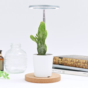 A琬pLEDCg@uInCgv `oroha light`@A琬ɓKLEDCg@RpNgŁA^C}[t@2F̃J[ŃCeAo