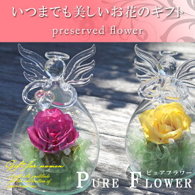 楽天市場 アメリア 花 観葉植物 花 ガーデン Diy の通販
