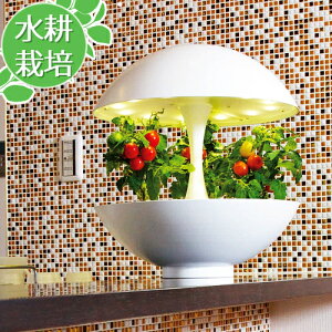 観葉植物 キット 種の人気商品 通販 価格比較 価格 Com