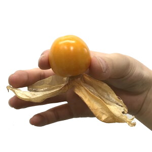 楽天市場 果物 2 食用ほおずき こだわりの果物屋 紅光