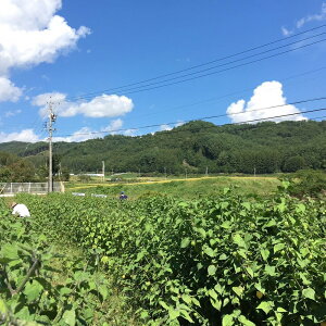 楽天市場 果物 2 食用ほおずき こだわりの果物屋 紅光
