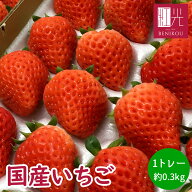 国産いちご 【2L～Mサイズ (20～30粒) 約250g×1トレー】夏いちご 冬いちご 紅ほっぺ きらぴ香 サマープ…