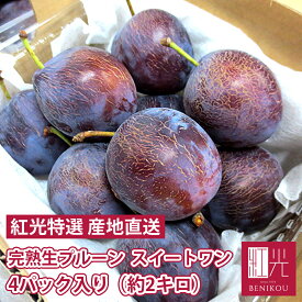 【予約・9月上旬～9月中旬頃出荷開始予定】北海道仁木町山田さんの 完熟生プルーン (スイートワン) 4パック入り (約2kg) (4パックで約35〜50個前後) 果物 フルーツ 鉄分 ギフト 家庭用