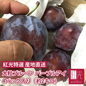 【予約・8月下旬～9月上旬頃出荷開始予定】プルーン 北海道仁木町山田さんの 大粒プルーン（パープルアイ）4パック入り (約2kg) （4パックで約15〜20個前後） 果物 フルーツ 鉄分 ギフト 家庭用
