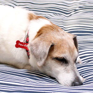 y|Cg2{zqD l[^O Xgbvt OK {[̃hbN^OBЖʂ͗ʂɖ\BR䂪ƂɂėILOBAL̖DɁB