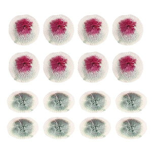 20�� �L�����v �����^�� �}���g�� 7CM ��d����d���K�X���}���g�� �L�����v �K�X����������