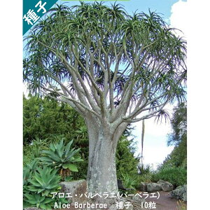 A q  ׎R c[AG Aloe Barberae AG oxG (o[xG) q 10