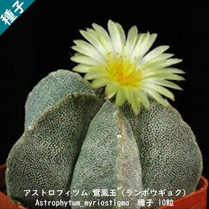 ϗtA T{e q  aP |EMN Astrophytum Myriostigma AXgtBc ~IX`O} q 10
