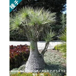 ϗtA q  gbN CeAO[ Beaucarnea Gracilis {[JlA OLX q 10