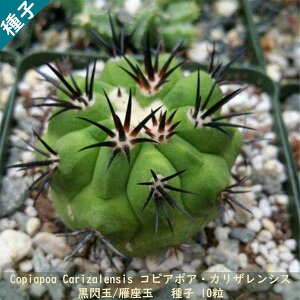ϗtA q  Copiapoa Carizalensis RsA|A JUVX M  ` T{e q10