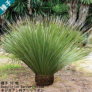 q  LWJNV Dasylirion Serratifolium _VI q 10