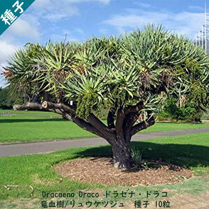 ϗtA q  Dracaena draco hZi hR ̖  EPcW q 10