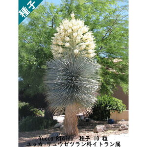 q  Yucca Rigida bJ E[c Cg q 10