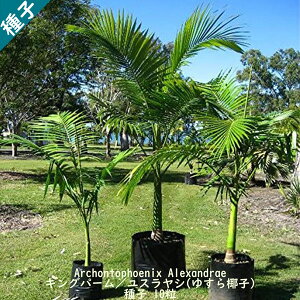 観葉植物 種子の人気商品 通販 価格比較 価格 Com 観葉植物 種子の人気商品 通販 価格比較 価格 Com