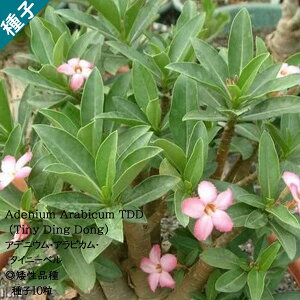 򍪐A q LE`NgE Adenium Arabicum TDD AfjEEArJE^Cj[x q 10