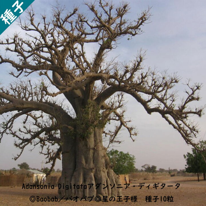 楽天市場 多肉植物 種子 種 バオバブ Baobab 星の王子様 Adansonia Digitata アダンソニア ディギタータ 種子10粒 ｂｅｒｒｙ ｐ