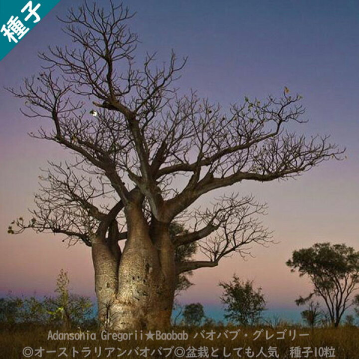 楽天市場 多肉植物 種子 種 バオバブ Baobab 盆栽 アダンソニア グレゴリー Adansonia Gregorii 種子10粒 ｂｅｒｒｙ ｐ