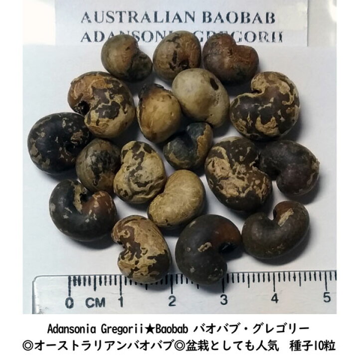 楽天市場 多肉植物 種子 種 バオバブ Baobab 盆栽 アダンソニア グレゴリー Adansonia Gregorii 種子10粒 ｂｅｒｒｙ ｐ