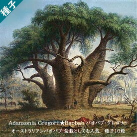 多肉植物 種子 種 バオバブ Baobab 盆栽 Adansonia Gregorii アダンソニア グレゴリー 種子 10粒