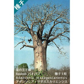 多肉植物 種子 種 バオバブ Baobab 盆栽 星の王子様 Adansonia Madagascariensis アダンソニア マダガスカリエンシス 種子 5粒