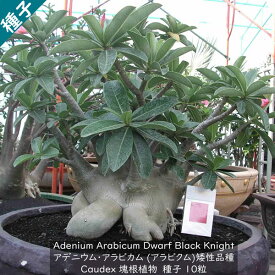 多肉植物 塊根植物 種子 矮性品種 Adenium Arabicum Dwarf Black Knight アデニウム アラビクム ドワーフ ブラックナイト 種子10粒