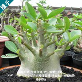 多肉植物 塊根植物 種子 Adenium Arabicum Dwarf PMK アデニウム アラビクム アラビカム ドワーフ PMK 矮性品種 種子10粒